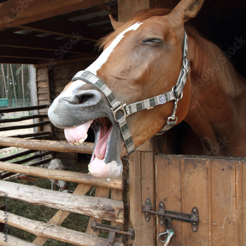 Brown horse laughing photo