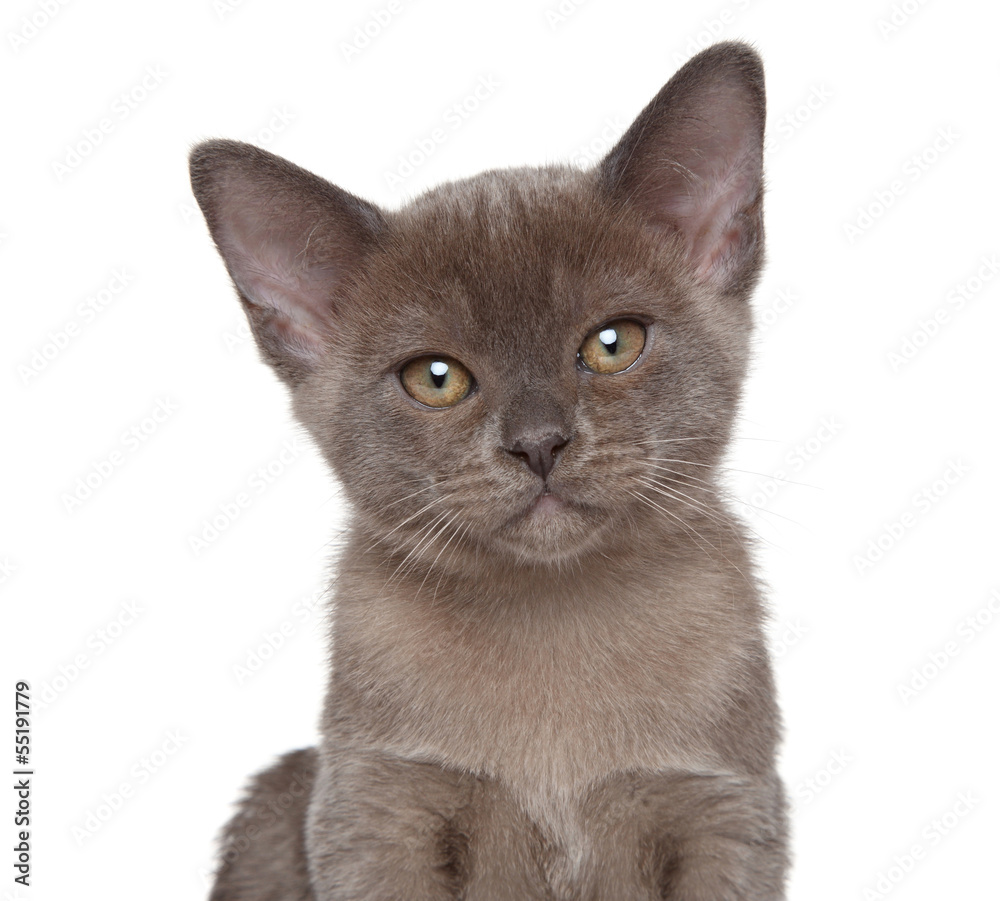 Burmese kitten. Closeup portrait