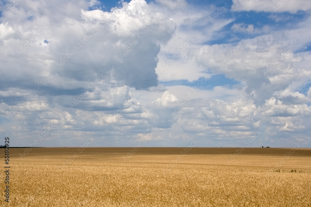 Wheat field on a background of blue sky with clouds Wheat field on a background of blue sky with clouds