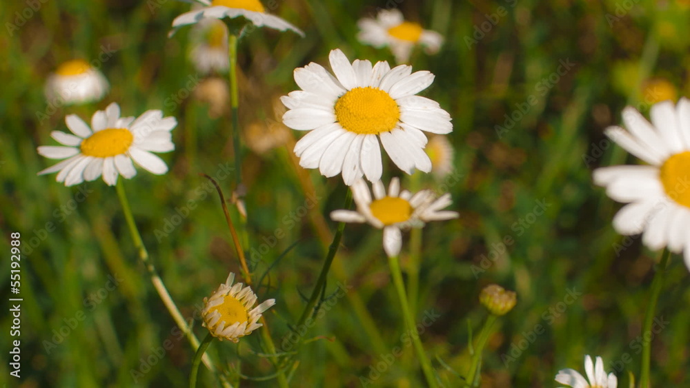 Daisies in a meadow