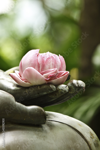 pink lotus in hand of buddha