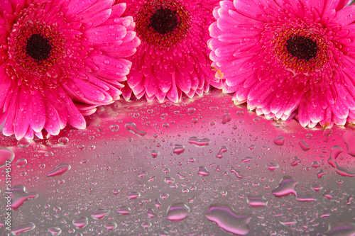 Fototapeta Naklejka Na Ścianę i Meble -  Beautiful pink gerbera flowers, close up