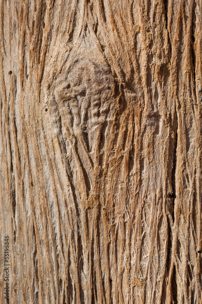 Obraz premium tree bark