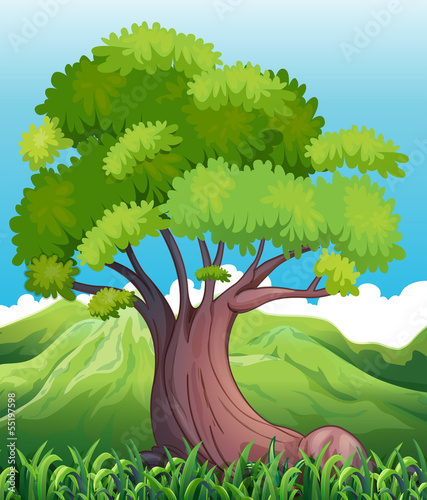 A big old tree