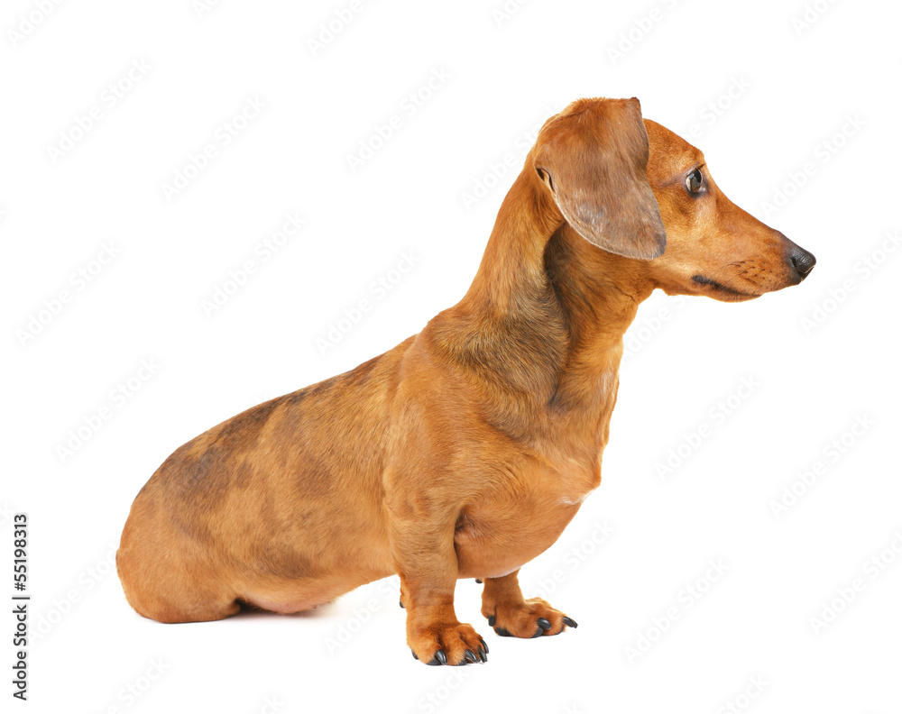 Dachshund dog side view