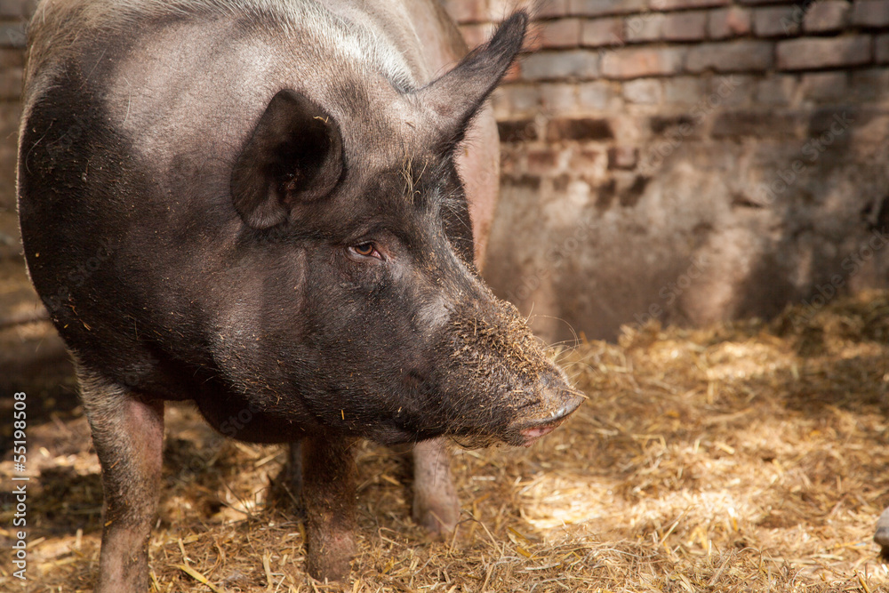 Pig Portrait