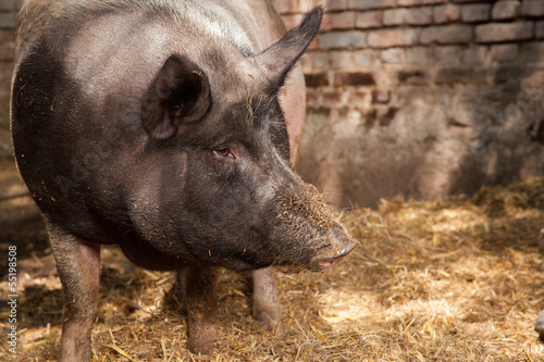 Pig Portrait photo