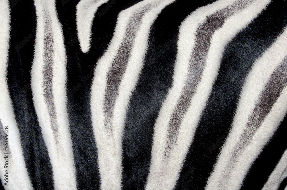 The structure of zebra skin. Close-up. The structure of zebra skin. Close-up.