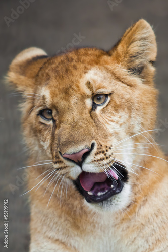 Portrait of a lion cub closeup