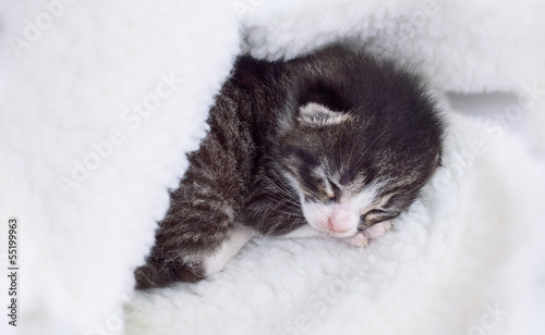 Sleeping little kitten