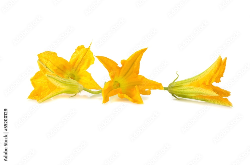 Fototapeta premium Fleurs de courgette