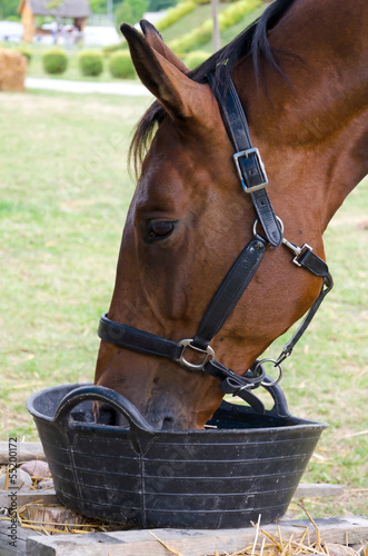 Closeup of brown horse drinking water