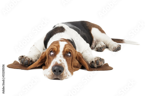 Tablou canvas Basset hound dog lying on a white background