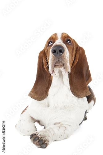 Basset hound dog lying