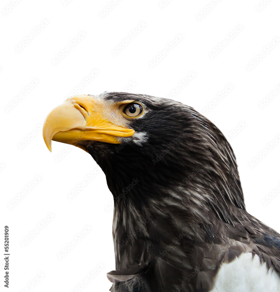 Obraz premium Eagle head isolated on white