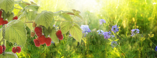 Raspberry.Garden raspberries at Sunset.Soft Focus