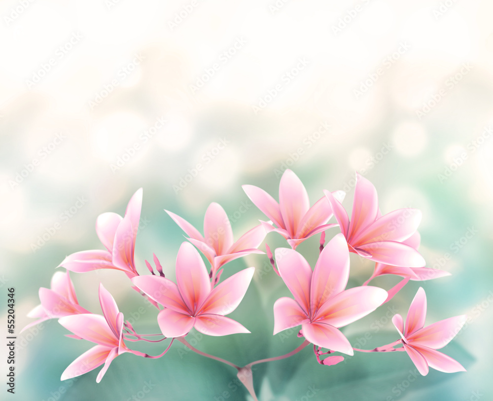 Plumeria rubra Flower on bokeh background