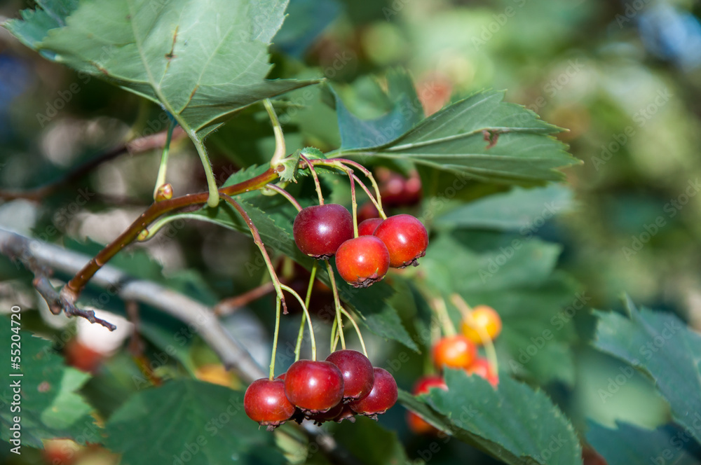 Hawthorn fruit Hawthorn fruit