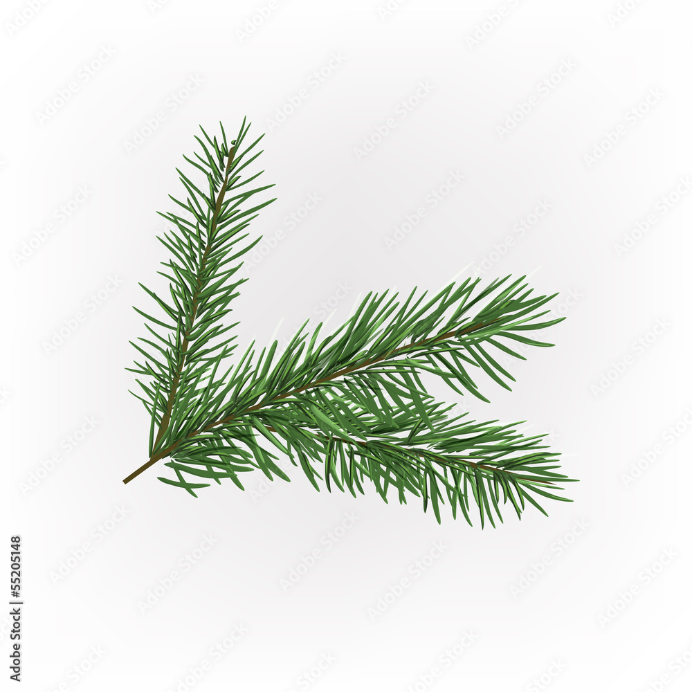 Christmas tree branch