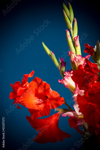 Fototapet flowering gladioli
