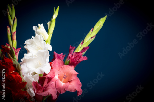Tela flowering gladioli