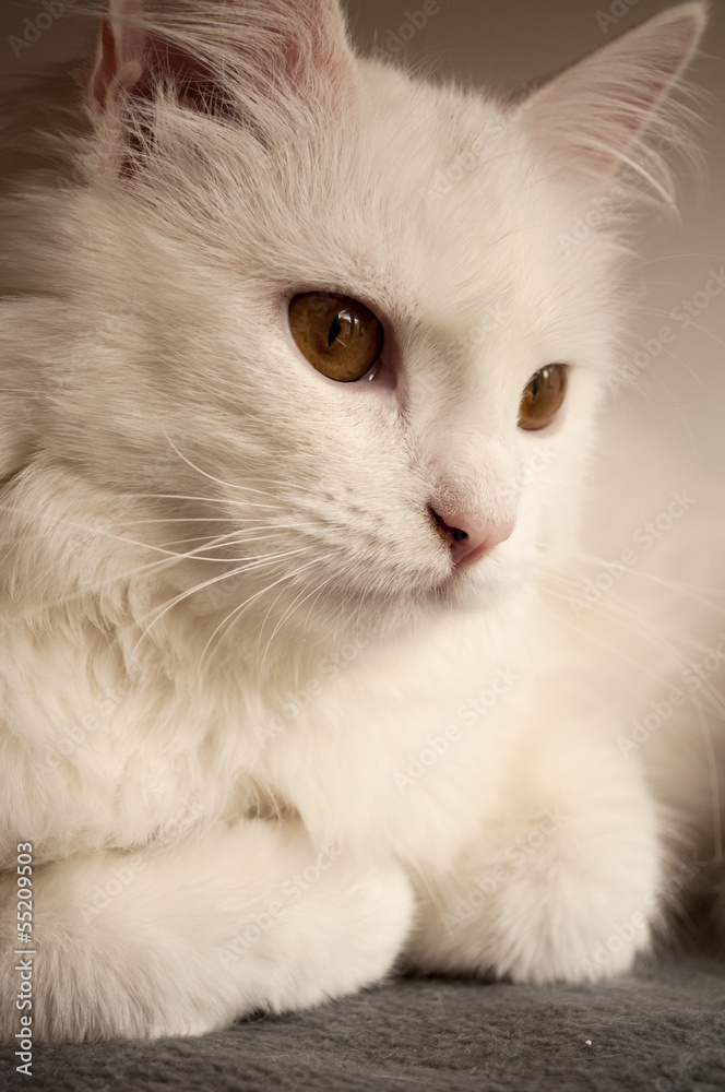 Closeup of white Persian cat