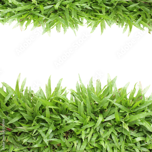 Grass frame on white background