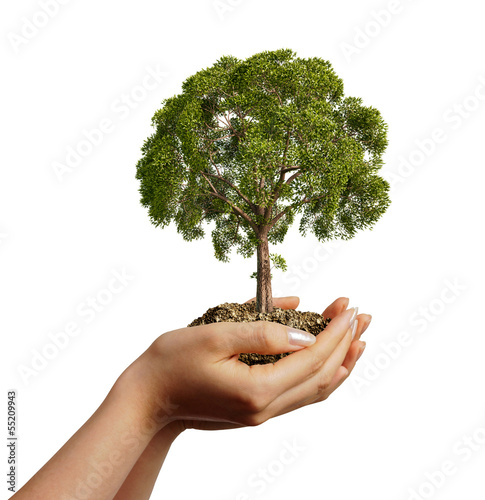 Woman's hands holding soil with a tree.