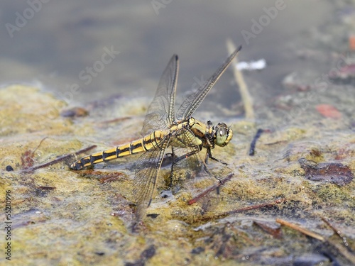 Dragonfly laying eggs. © kasparv