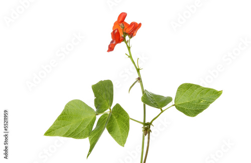 Schilderij op canvas Runner bean flowers
