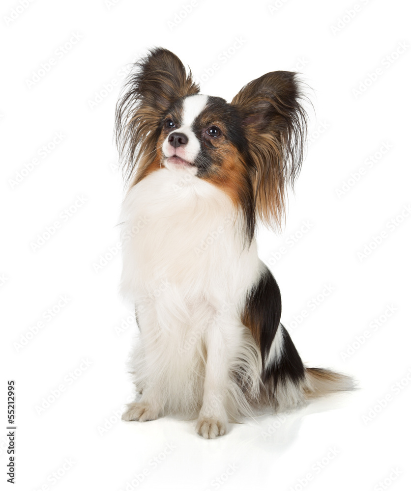 Papillon Papillon
