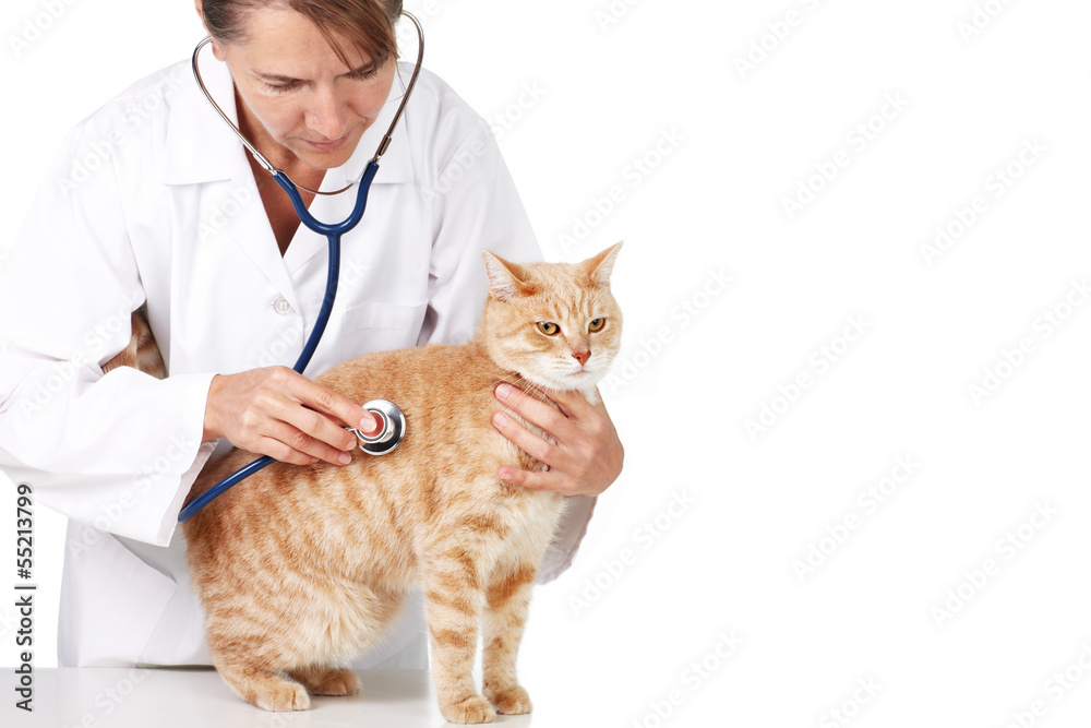 Red cat with veterinarian doctor. Red cat with veterinarian doctor.