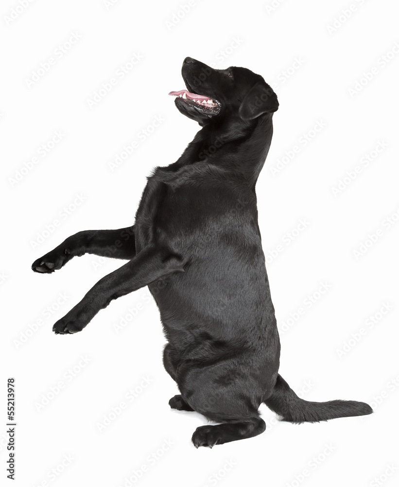 Obraz premium black labrador retriever