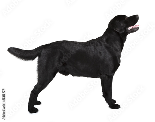 black labrador retriever