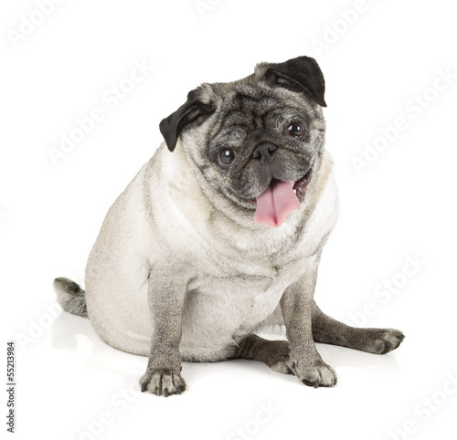 Pug dog