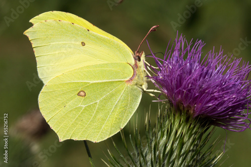 Common Brimstone photo