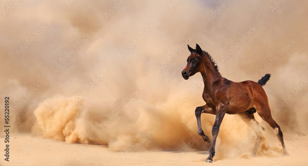 Arabian foal running out of the Desert Storm