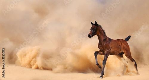 Obraz na płótnie Arabian foal running out of the Desert Storm w salonie