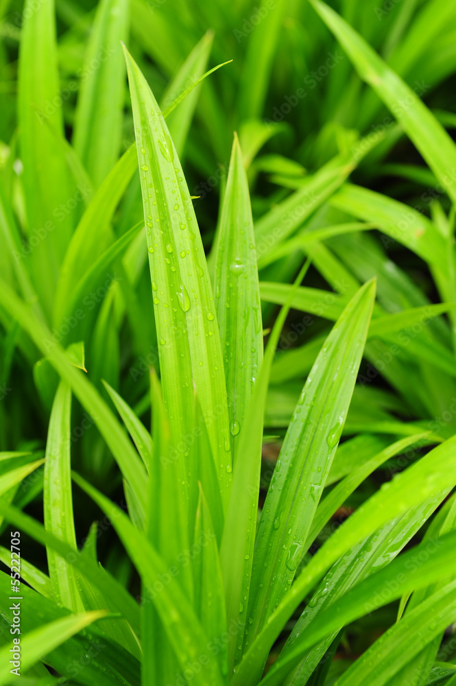 Pandanus Pandanus