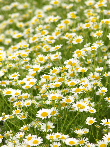 daisy flowers © Željko Radojko