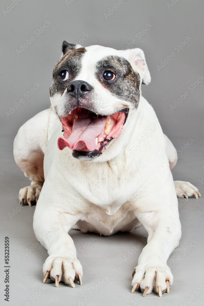 American Bulldog  portrait on a grey background