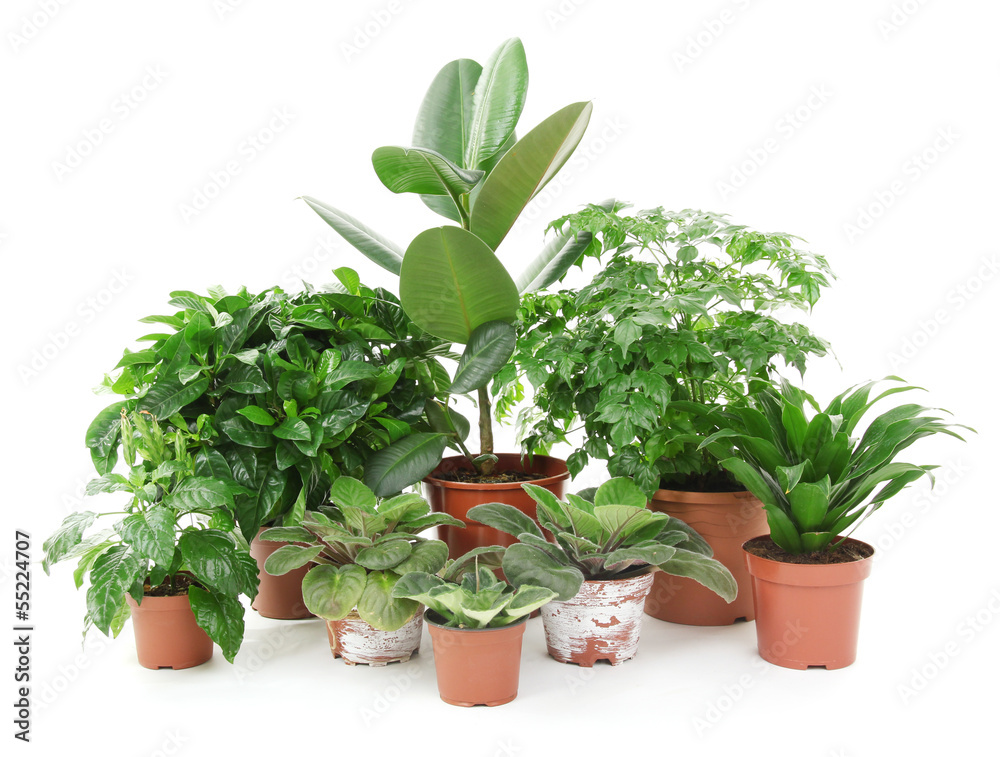 Beautiful flowers in pots isolated on white Beautiful flowers in pots isolated on white
