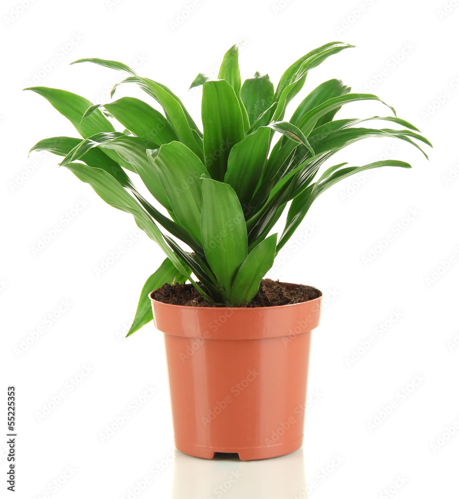 Obraz premium Beautiful flower in pot isolated on white