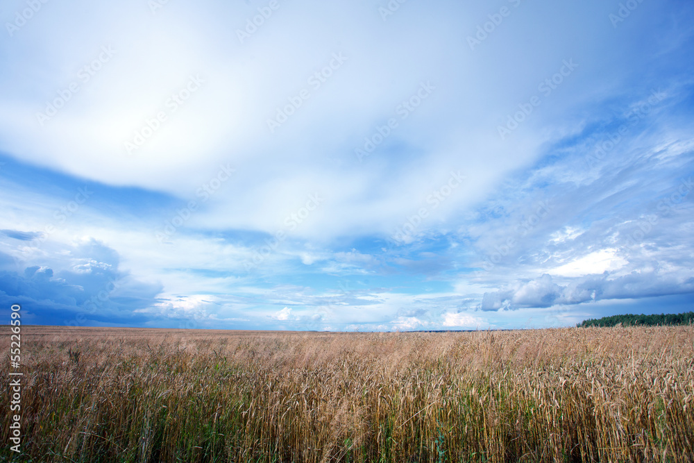 Summer landscape with a field of wheat