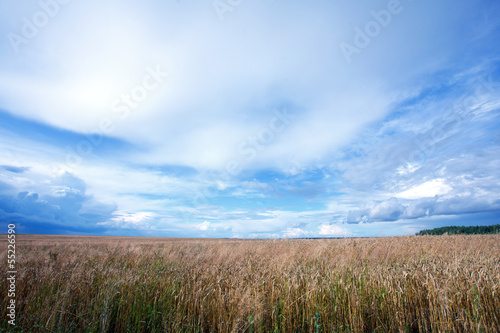 Summer landscape with a field of wheat