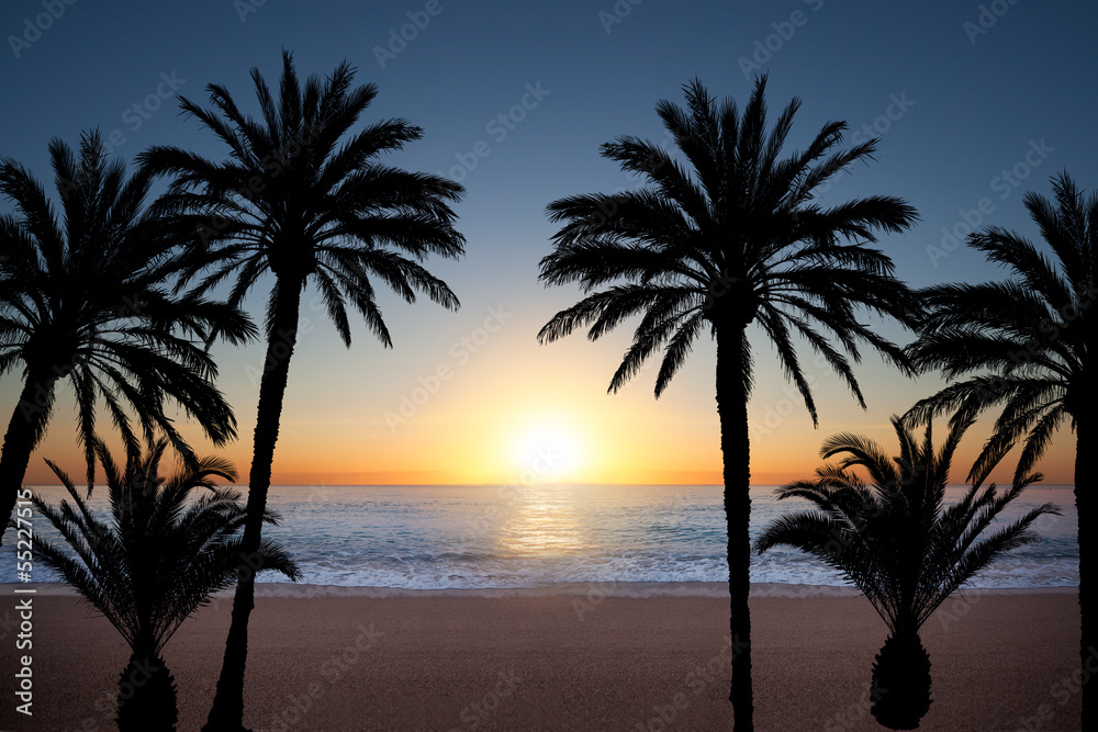 Palm tree silhouettes Palm tree silhouettes