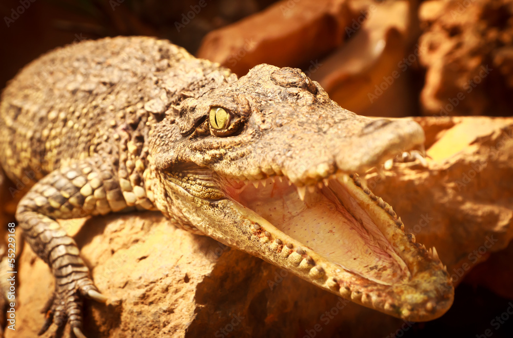 Fototapeta premium crocodile