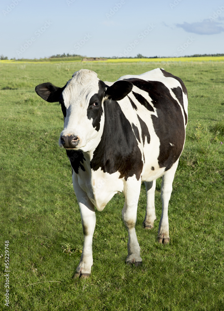 Holstein dairy cow standing in a field of grass