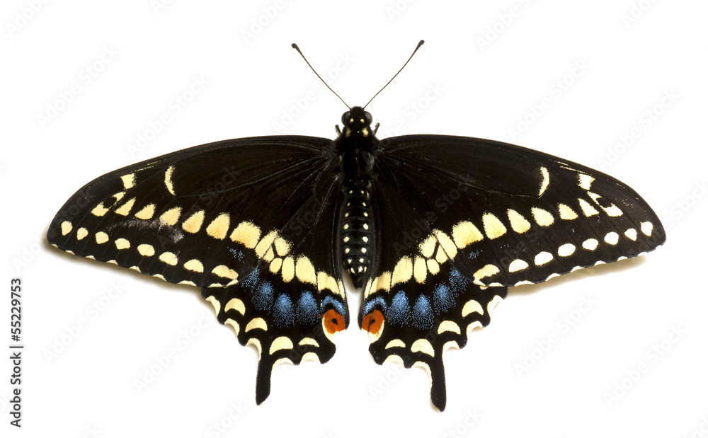 Naklejka premium Female eastern black swallowtail butterfly (papilio polyxenes).