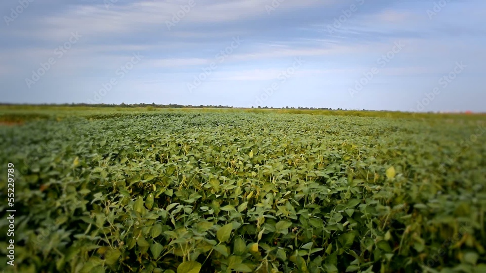 soya field soya field